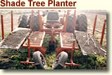 Shade Tree Planter